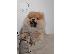 PoulaTo: Καθαρόαιμα κουτάβια Pomeranian BOO